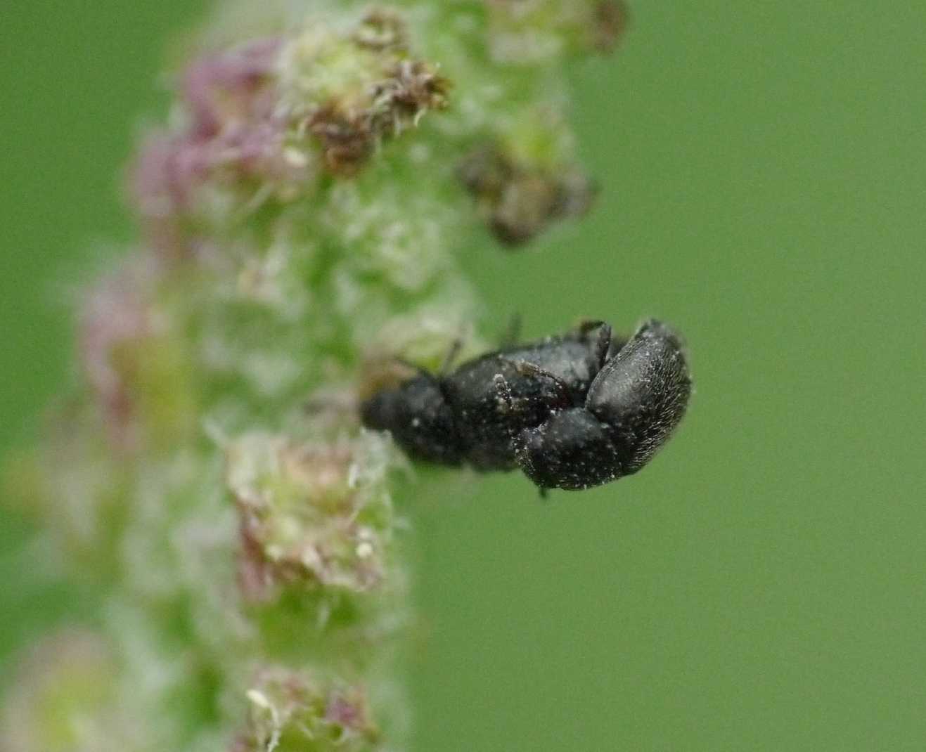 Sui fiori di ortica: Nitidulidae